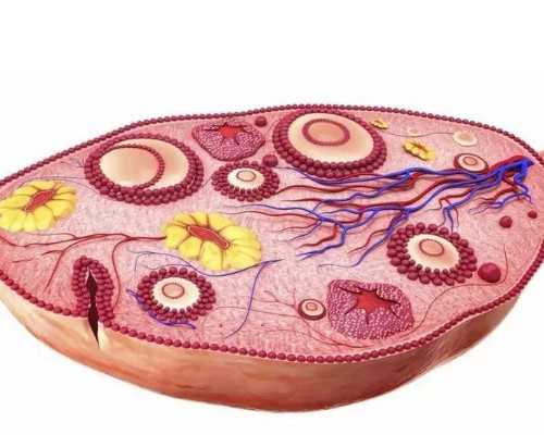 国内供卵一般多少钱,美国试管婴儿机构怎么选哪家*率高