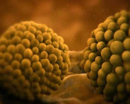 国内私人供卵试管医院有哪些,包生男孩的试管医院有哪些，靠谱吗？