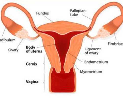 代怀生儿子,冻胚移植前为什么要监测卵泡
