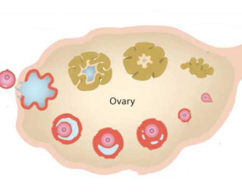 中国女生捐卵,三代试管无痛分娩也叫分娩镇痛吗？