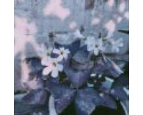 中国正规的供卵机构有几家,如何计算试管婴儿预产期(做试管婴儿的缺点有哪些)